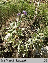 Centaurea triumfettii (chaber barwny)