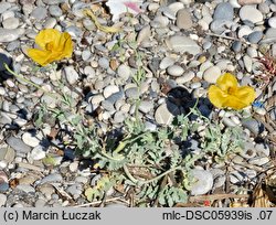 Glaucium flavum (siwiec żółty)