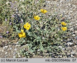 Glaucium flavum (siwiec żółty)