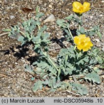 Glaucium flavum (siwiec żółty)