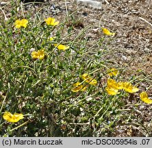 Glaucium flavum (siwiec żółty)