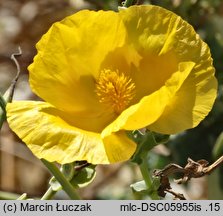 Glaucium flavum (siwiec żółty)