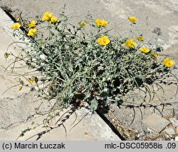 Glaucium flavum (siwiec żółty)