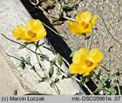 Glaucium flavum (siwiec żółty)