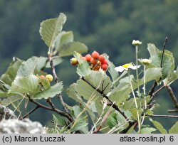 Sorbus graeca (jarząb grecki)