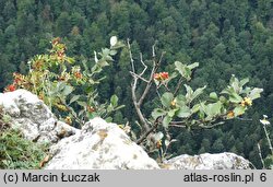 Sorbus graeca (jarząb grecki)