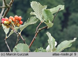 Sorbus graeca (jarząb grecki)