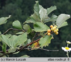 Sorbus graeca (jarząb grecki)