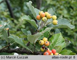 Sorbus graeca (jarząb grecki)