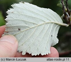 Sorbus graeca (jarząb grecki)