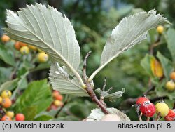 Sorbus graeca (jarząb grecki)