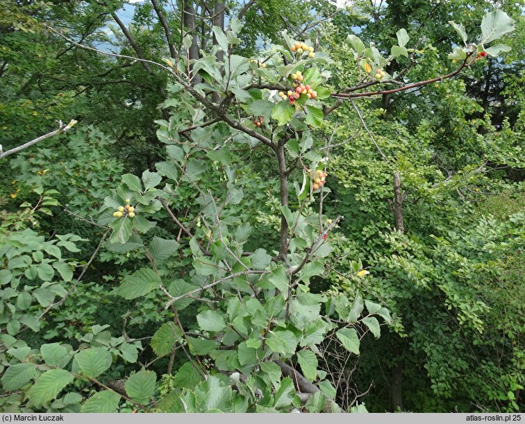 Sorbus graeca (jarząb grecki)