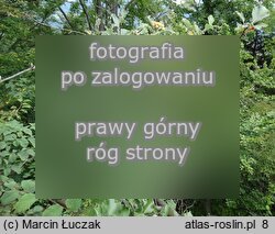 Sorbus graeca (jarząb grecki)