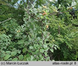 Sorbus graeca (jarząb grecki)