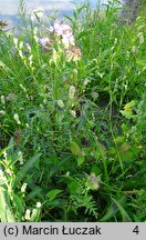 Phacelia tanacetifolia (facelia błękitna)