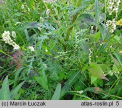 Phacelia tanacetifolia (facelia błękitna)