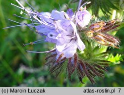 Phacelia tanacetifolia (facelia błękitna)