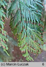 Thuja plicata (żywotnik olbrzymi)