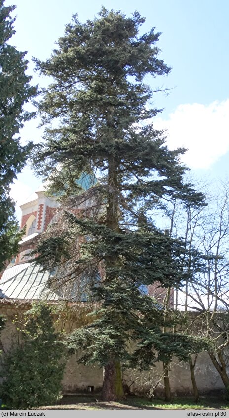 Abies nordmanniana (jodła kaukaska)