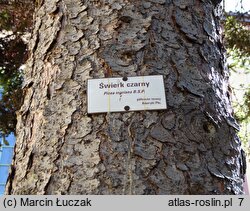 Picea mariana (świerk czarny)