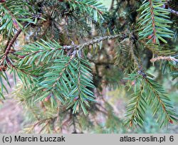 Picea mariana (świerk czarny)