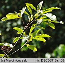 Rhododendron luteum (różanecznik żółty)