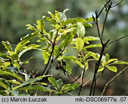 Rhododendron luteum (różanecznik żółty)