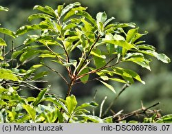 Rhododendron luteum (różanecznik żółty)