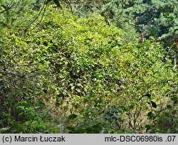 Rhododendron luteum (różanecznik żółty)