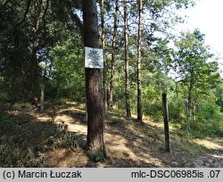 Rhododendron luteum (różanecznik żółty)