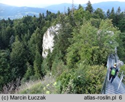 Clematis alpina (powojnik alpejski)