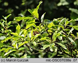 Rhododendron luteum (różanecznik żółty)