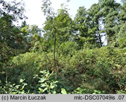 Rhododendron luteum (różanecznik żółty)