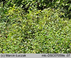 Rhododendron luteum (różanecznik żółty)