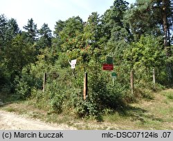 Rhododendron luteum (różanecznik żółty)