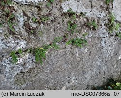 Adiantum capillus-veneris (niekropień delikatny)