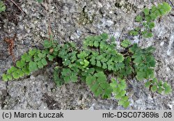 Adiantum capillus-veneris (niekropień delikatny)