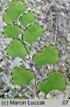 Adiantum capillus-veneris (niekropień delikatny)