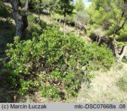 Arbutus unedo (chruścina jagodna)