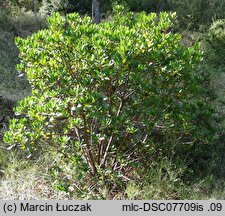 Arbutus unedo (chruścina jagodna)