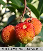 Arbutus unedo (chruścina jagodna)