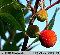 Arbutus unedo (chruścina jagodna)