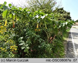 Brugmansia (bieluń drzewiasty)