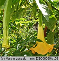 Brugmansia (bieluń drzewiasty)