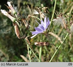 Lactuca tatarica (sałata tatarska)