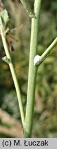 Lactuca tatarica (sałata tatarska)