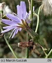 Lactuca tatarica (sałata tatarska)