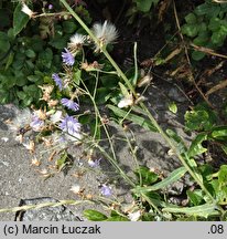 Lactuca tatarica (sałata tatarska)