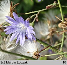 Lactuca tatarica (sałata tatarska)