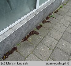 Oxalis repens (szczawik płożący się)